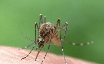 Vége a szúnyoginváziónak