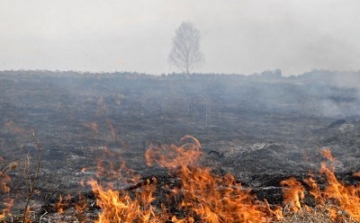 Somogy megye déli részén lángokban áll 15 hektárnyi csemetés
