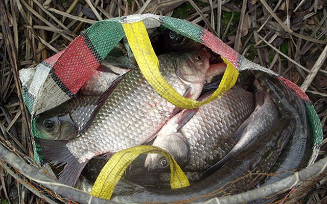 Halat akartak lopni, de ők akadtak horogra